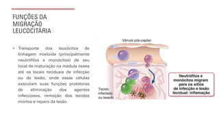FUNÇÕES DA
MIGRAÇÃO
LEUCOCITÁRIA
¡ Transporte dos leucócitos de
linhagem mieloide (principalmente
neutrófilos e monócitos) de seu
local de maturação na medula óssea
até os locais teciduais de infecção
ou de lesão, onde essas células
executam suas funções protetoras
de eliminação dos agentes
infecciosos, remoção dos tecidos
mortos e reparo da lesão.
 