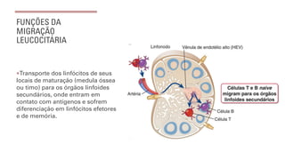 FUNÇÕES DA
MIGRAÇÃO
LEUCOCITÁRIA
¡Transporte dos linfócitos de seus
locais de maturação (medula óssea
ou timo) para os órgãos linfoides
secundários, onde entram em
contato com antígenos e sofrem
diferenciação em linfócitos efetores
e de memória.
 