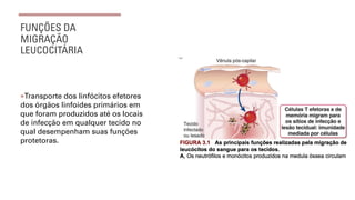 FUNÇÕES DA
MIGRAÇÃO
LEUCOCITÁRIA
¡Transporte dos linfócitos efetores
dos órgãos linfoides primários em
que foram produzidos até os locais
de infecção em qualquer tecido no
qual desempenham suas funções
protetoras.
 