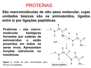 PROTEÍNAS
São macromoléculas de alto peso molecular, cujas
unidades básicas são os aminoácidos, ligados
entre si por ligações peptídicas.
Figura 1. União de dois aminoácidos para
formar um peptídeo.
Proteínas - são macro-
moléculas biológicas
formadas por cadeias de
aminoácidos e estão
presentes em todos os
seres vivos. Apresentam
funções estruturais ou
mecânicas.
 