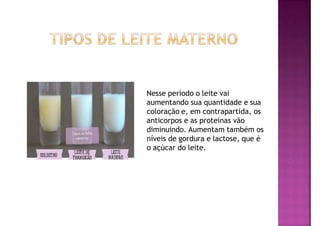 Nesse período o leite vai
aumentando sua quantidade e sua
coloração e, em contrapartida, os
anticorpos e as proteínas vão
diminuindo. Aumentam também os
níveis de gordura e lactose, que é
o açúcar do leite.
 