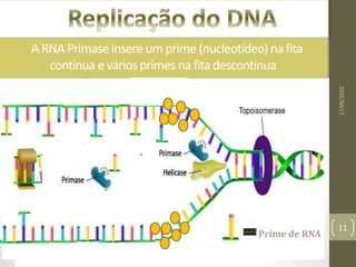 A RNA Primase insere um prime (nucleotídeo) na fita
continua e váriosprimes na fita descontinua
17/05/2022
11
Prime de RNA
 
