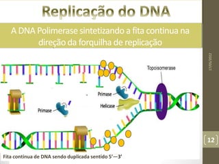 17/05/2022
12
Fita continua de DNA sendo duplicada sentido 5’—3’
A DNA Polimerasesintetizando a fita continua na
direção da forquilha de replicação
 