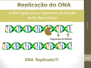 Replicação do DNA
A DNA Ligase une os fragmentos de Okasaki
da fita descontinua.
Fragmentos de Okasaki
17/05/2022
16
DNA Replicado!!!
 
