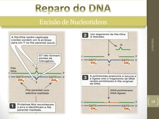 17/05/2022
18
Excisão de Nucleotideos
Danoscausadosporluz UV
Excisãode Nucleotideos
 