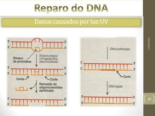 17/05/2022
19
Excisão de Nucleotideos
Danoscausadosporluz UV
 