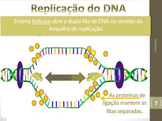 Enzima helicase abre a dupla fita de DNA no sentido da
forquilha de replicação
17/05/2022
7
As proteínas de
ligaçãomantemas
fitasseparadas.
 