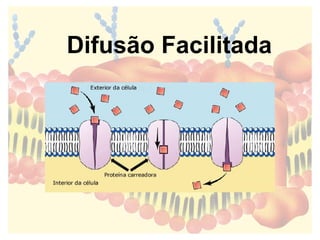 Difusão Facilitada
 