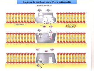 Esquema da bomba de sódio (Na) e potássio (K)
 