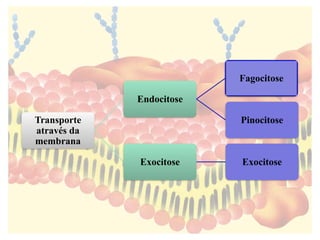 Transporte
através da
membrana
Endocitose
Fagocitose
Pinocitose
Exocitose Exocitose
 