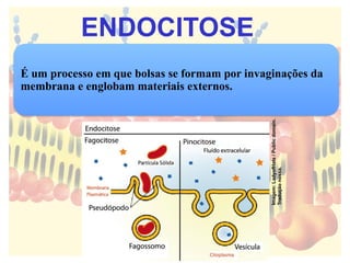 É um processo em que bolsas se formam por invaginações da
membrana e englobam materiais externos.
Imagem:
LadyofHats
/
Public
domain.
Tradução
nossa.
ENDOCITOSE
 