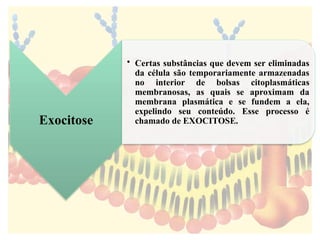 Exocitose
• Certas substâncias que devem ser eliminadas
da célula são temporariamente armazenadas
no interior de bolsas citoplasmáticas
membranosas, as quais se aproximam da
membrana plasmática e se fundem a ela,
expelindo seu conteúdo. Esse processo é
chamado de EXOCITOSE.
 