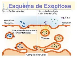 Esquema de Exocitose
 