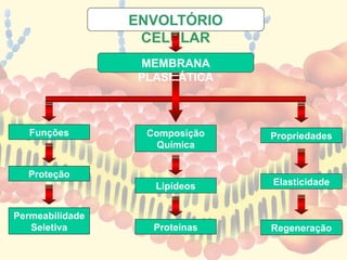 ENVOLTÓRIO
CELULAR
MEMBRANA
PLASMÁTICA
Funções
Proteção
Permeabilidade
Seletiva
Composição
Química
Lipídeos
Proteínas
Propriedades
Elasticidade
Regeneração
 
