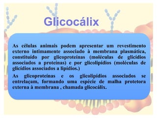 As células animais podem apresentar um revestimento
externo intimamente associado à membrana plasmática,
constituído por glicoproteínas (moléculas de glicídios
associados a proteínas) e por glicolipídios (moléculas de
glicídios associados a lipídios.)
As glicoproteínas e os glicolipídios associados se
entrelaçam, formando uma espécie de malha protetora
externa à membrana , chamada glicocálix.
Glicocálix
 