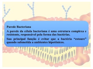 Parede Bacteriana
A parede da célula bacteriana é uma estrutura complexa e
resistente, responsável pela forma das bactérias.
Sua principal função é evitar que a bactéria “estoure”
quando submetida a ambientes hipotônicos.
 