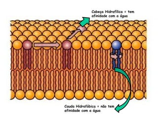 Cabeça Hidrofílica = tem
afinidade com a água
Cauda Hidrofóbica = não tem
afinidade com a água
 