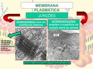 JUNÇÕES
CELULARES
DESMOSSOMOS ricos em
substâncias adesivas
INTERDIGITAÇÕES
ampliam a superfície de
contato entre as células
MEMBRANA
PLASMÁTICA
Aumentam a aderência e ajudam na sustentação das células
PROTEGEM O
ORGANISMO
CONTRA A
PENETRAÇÃO DE
CORPOS
ESTRANHOS
 