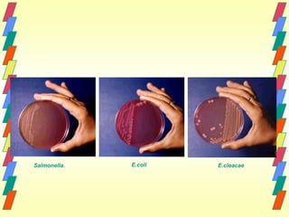 Salmonella.   E.coli   E.cloacae
 