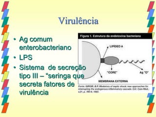 Virulência
• Ag comum
  enterobacteriano
• LPS
• Sistema de secreção
  tipo III – “seringa que
  secreta fatores de
  virulência
 