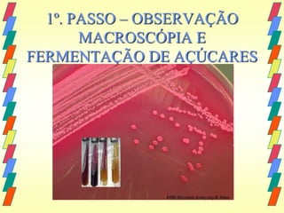 1º. PASSO – OBSERVAÇÃO
       MACROSCÓPIA E
FERMENTAÇÃO DE AÇÚCARES
 