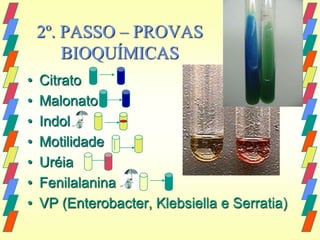 2º. PASSO – PROVAS
        BIOQUÍMICAS
•   Citrato
•   Malonato
•   Indol
•   Motilidade
•   Uréia
•   Fenilalanina
•   VP (Enterobacter, Klebsiella e Serratia)
 