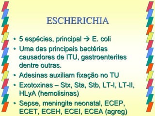 ESCHERICHIA
• 5 espécies, principal  E. coli
• Uma das principais bactérias
  causadores de ITU, gastroenterites
  dentre outras.
• Adesinas auxiliam fixação no TU
• Exotoxinas – Stx, Sta, Stb, LT-I, LT-II,
  HLyA (hemolisinas)
• Sepse, meningite neonatal, ECEP,
  ECET, ECEH, ECEI, ECEA (agreg)
 