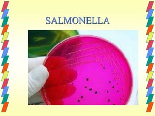 SALMONELLA
 