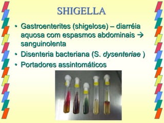 SHIGELLA
• Gastroenterites (shigelose) – diarréia
  aquosa com espasmos abdominais 
  sanguinolenta
• Disenteria bacteriana (S. dysenteriae )
• Portadores assintomáticos
 