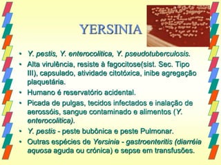 YERSINIA
• Y. pestis, Y. enterocolitica, Y. pseudotuberculosis.
• Alta virulência, resiste à fagocitose(sist. Sec. Tipo
  III), capsulado, atividade citotóxica, inibe agregação
  plaquetária.
• Humano é reservatório acidental.
• Picada de pulgas, tecidos infectados e inalação de
  aerossóis, sangue contaminado e alimentos (Y.
  enterocolitica).
• Y. pestis - peste bubônica e peste Pulmonar.
• Outras espécies de Yersinia - gastroenteritis (diarréia
  aquosa aguda ou crónica) e sepse em transfusões.
 