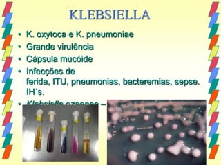 KLEBSIELLA
• K. oxytoca e K. pneumoniae
• Grande virulência
• Cápsula mucóide
• Infecções de
  ferida, ITU, pneumonias, bacteremias, sepse.
  IH´s.
• Klebsiella ozaenae – sinusite crônica
 