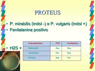 PROTEUS
• P. mirabilis (indol -) e P. vulgaris (indol +)
• Fenilalanina positivo


             Enterobactérias   PYR   Fenilalanina

• H2S +      Salmonella        Neg   Neg

             Citrobacter       Pos   Neg

             Proteus           Neg   Pos
 