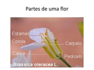 Partes de uma flor  