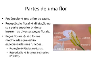 Partes de uma flor 
•Pedúnculo → une a flor ao caule. 
•Receptáculo floral → dilatação na sua parte superior onde se inserem as diversas peças florais. 
•Peças florais → são folhas modificadas que estão especializadas nas funções: 
–Proteção → Pétalas e sépalas. 
–Reprodução → Estames e carpelos (Pistilos).  
