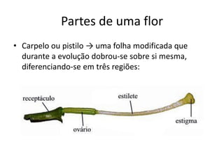 Partes de uma flor 
•Carpelo ou pistilo → uma folha modificada que durante a evolução dobrou-se sobre si mesma, diferenciando-se em três regiões:  