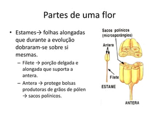 Partes de uma flor 
•Estames→ folhas alongadas que durante a evolução dobraram-se sobre si mesmas. 
–Filete → porção delgada e alongada que suporta a antera. 
–Antera → protege bolsas produtoras de grãos de pólen → sacos polínicos.  