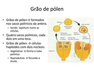 Grão de pólen 
•Grãos de pólen→ formados nos sacos polínicos da antera. 
–tecido tapetum nutre as células. 
•Quatro sacos polínicos, cada dois em uma teca. 
•Grãos de pólen → células haploides com dois núcleos: 
–Vegetativo → forma o tubo polínico 
–Reprodutivo → fecunda o óvulo.  