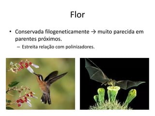 Flor 
•Conservada filogeneticamente → muito parecida em parentes próximos. 
–Estreita relação com polinizadores.  