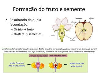 Formação do fruto e semente 
•Resultando da dupla fecundação: 
–Ovário → fruto; 
–Oosfera → sementes.  