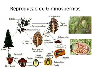 Reprodução de Gimnospermas.  
