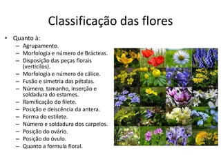 Classificação das flores 
•Quanto à: 
–Agrupamento. 
–Morfologia e número de Brácteas. 
–Disposição das peças florais (verticilos). 
–Morfologia e número de cálice. 
–Fusão e simetria das pétalas. 
–Número, tamanho, inserção e soldadura do estames. 
–Ramificação do filete. 
–Posição e deiscência da antera. 
–Forma do estilete. 
–Número e soldadura dos carpelos. 
–Posição do ovário. 
–Posição do óvulo. 
–Quanto a formula floral.  