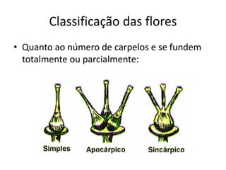 Classificação das flores 
•Quanto ao número de carpelos e se fundem totalmente ou parcialmente:  