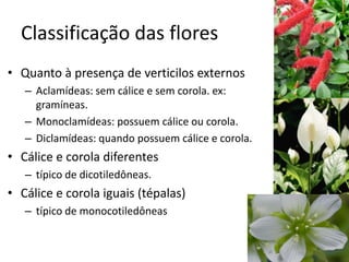 Classificação das flores 
•Quanto à presença de verticilos externos 
–Aclamídeas: sem cálice e sem corola. ex: gramíneas. 
–Monoclamídeas: possuem cálice ou corola. 
–Diclamídeas: quando possuem cálice e corola. 
•Cálice e corola diferentes 
–típico de dicotiledôneas. 
•Cálice e corola iguais (tépalas) 
–típico de monocotiledôneas  