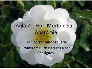 Aula 7 – Flor: Morfologia e Anatomia 
Técnico em Agropecuária 
Professor: Guth Berger Falcon Rodrigues. 
 