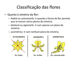 Classificação das flores 
•Quanto à simetria da flor: 
–Radial ou actinomorfa → quando a forma da flor permite que se tracem vários planos de simetria. 
–bilateral ou zigomorfa → com apenas um plano de simetria. 
–assimétrica → sem nenhum plano de simetria.  