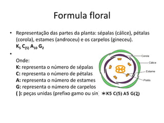 Formula floral 
•Representação das partes da planta: sépalas (cálice), pétalas (corola), estames (androceu) e os carpelos (gineceu). K5 C(5) A10 G2 
• Onde: K: representa o número de sépalas C: representa o número de pétalas A: representa o número de estames G: representa o número de carpelos ( ): peças unidas (prefixo gamo ou sin)  