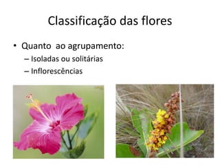 Classificação das flores 
•Quanto ao agrupamento: 
–Isoladas ou solitárias 
–Inflorescências  