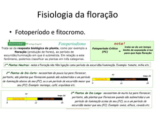 Fisiologia da floração 
•Fotoperíodo e fitocromo.  