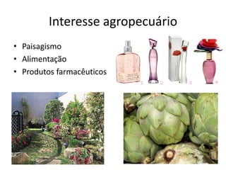 Interesse agropecuário 
•Paisagismo 
•Alimentação 
•Produtos farmacêuticos  