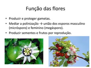 Função das flores 
•Produzir e proteger gametas. 
•Mediar a polinização → união dos esporos masculino (micrósporo) e feminino (megásporo). 
•Produzir sementes e frutos por reprodução.  